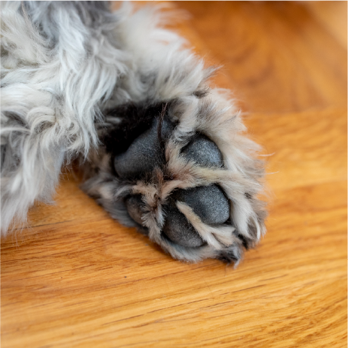 犬・猫が滑りにくく、足腰の負担を減らせる|ペットフロアコーティングがおすすめな4つの理由