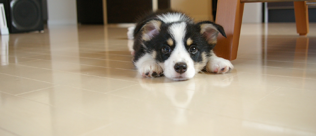 ペット対応フロアコーティングがおすすめな理由【愛犬の滑りを防ぐ】