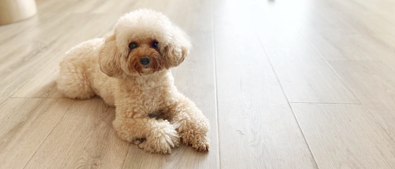 ペット専用フロアコーティング主要5製品を実用比較｜滑り・掃除・施工性で選ぶ