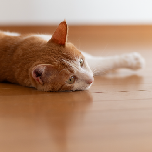 ペット・子どもにも配慮した安全性｜フロアコーティングは自分でできる？DIYのメリットと失敗例・プロ施工がおすすめな理由